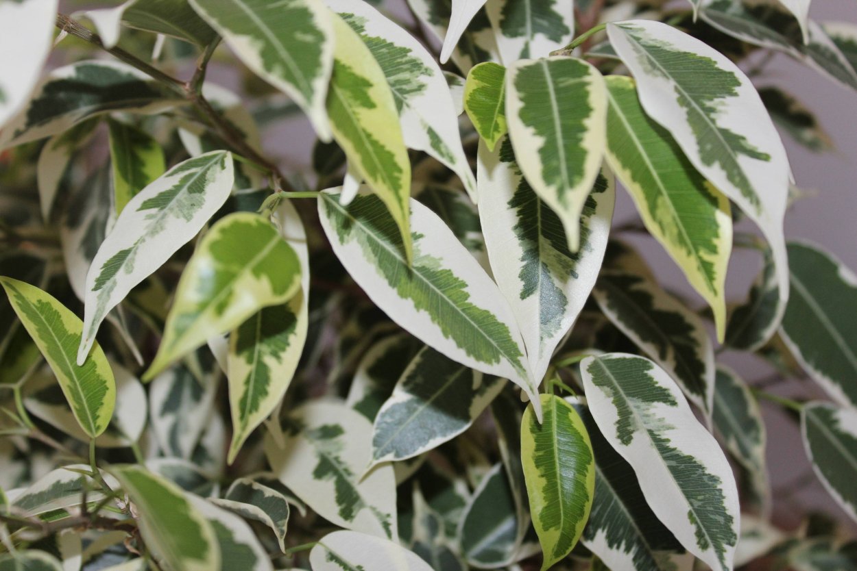 Фикус Бенджамина Реджинальд