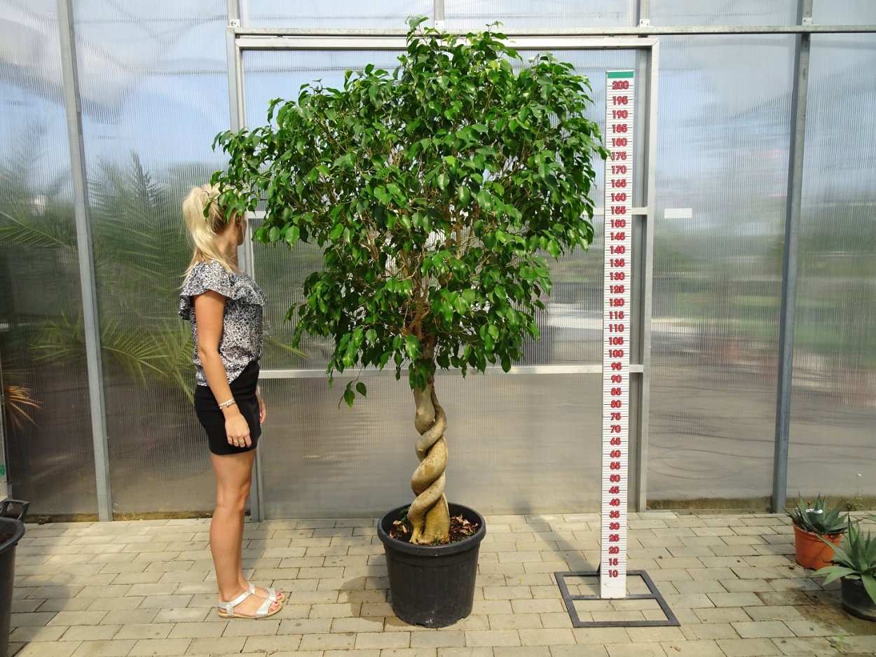 Фикус Бендж Кинки