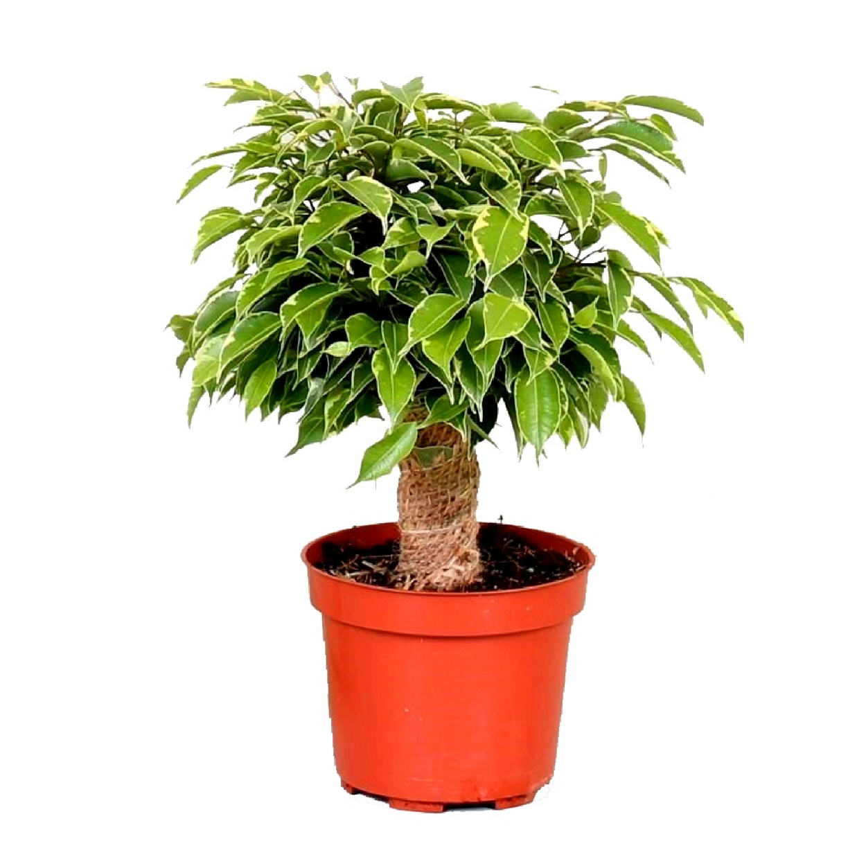 Фикус Бенджамина Наташа листья