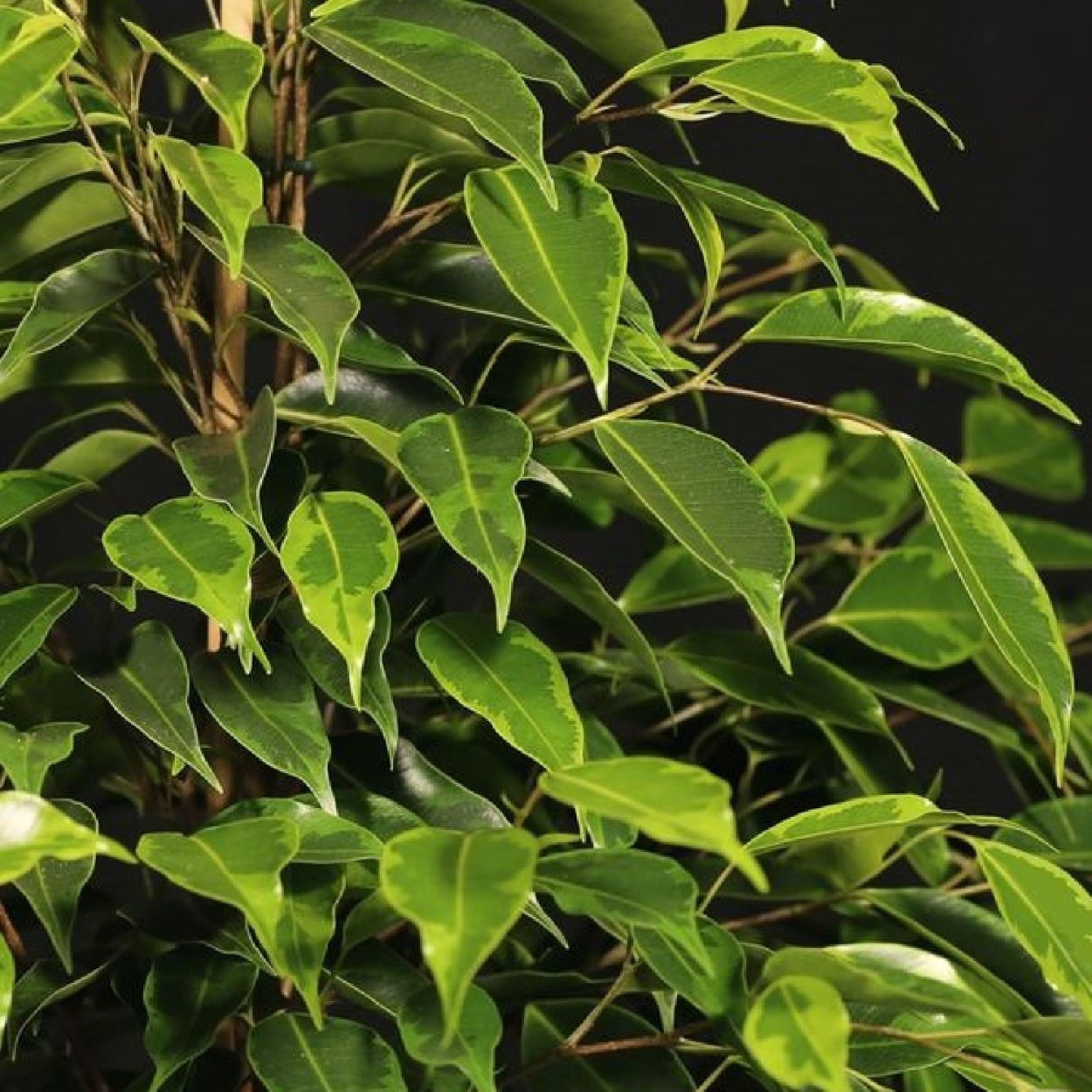 Фикус альтиссимо вариегатный