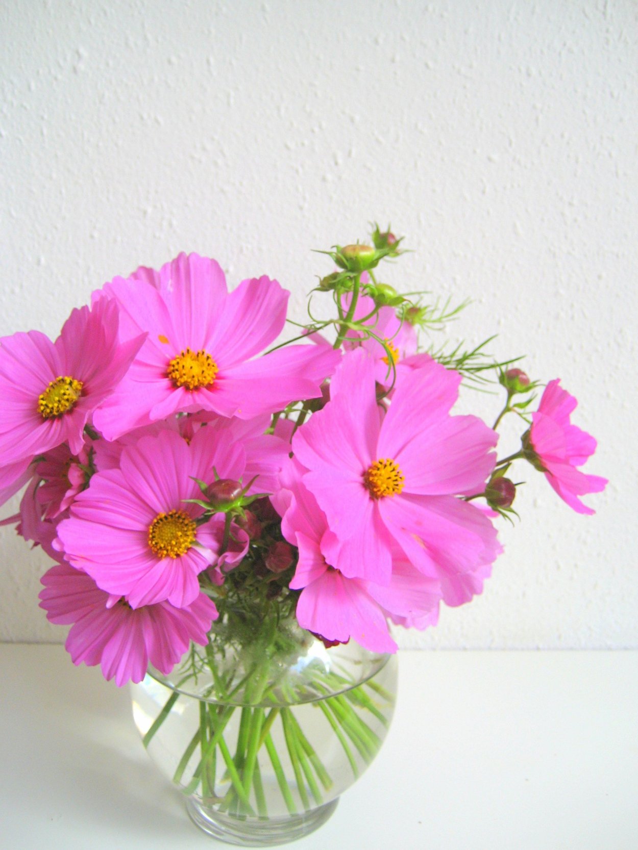 Космея Пикоти в горшке