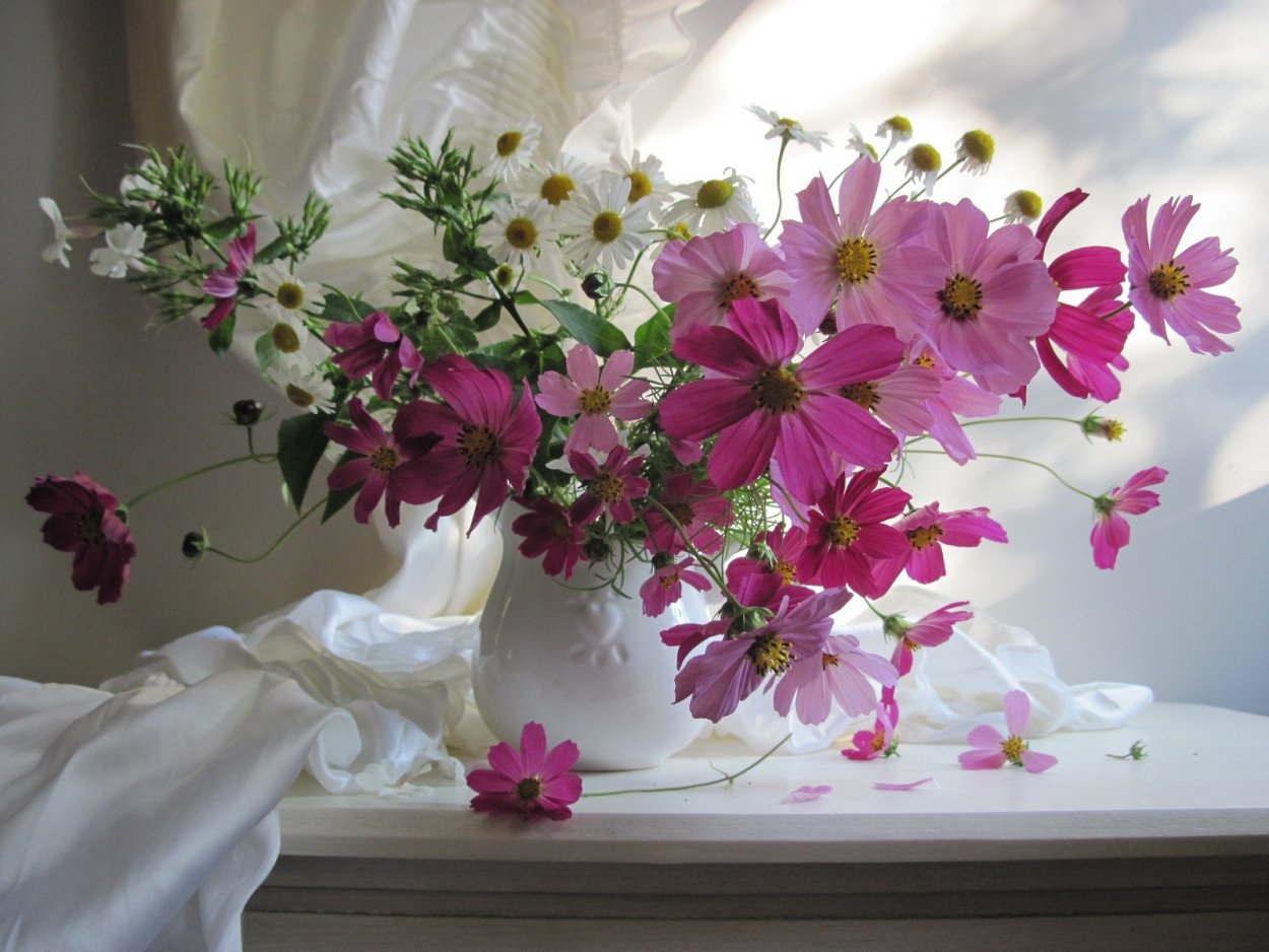 Космея с флоксами