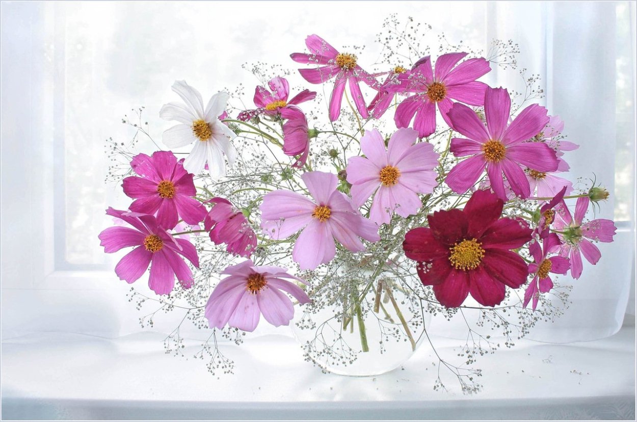 Цветы космея в вазе