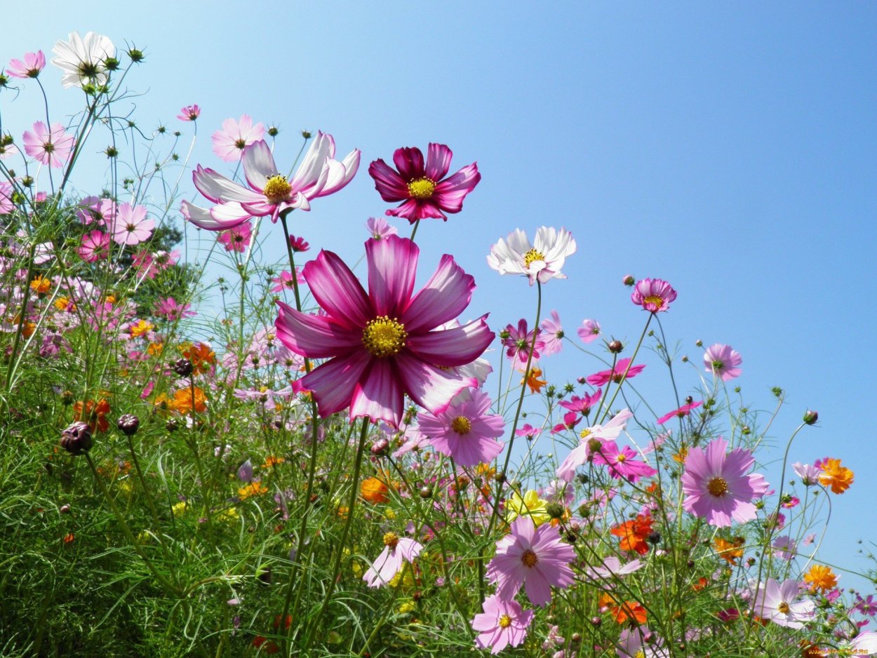 Космея цветок