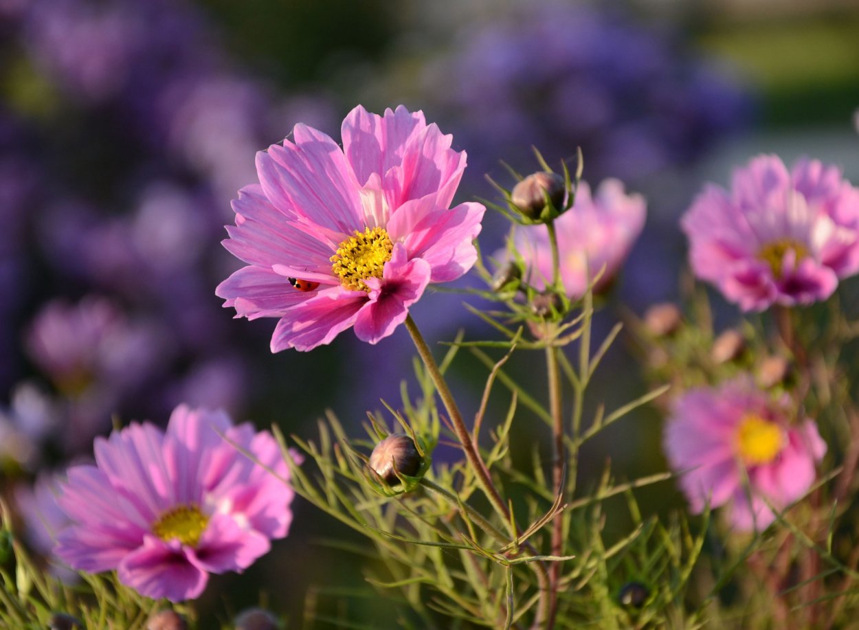 Космея Полевая