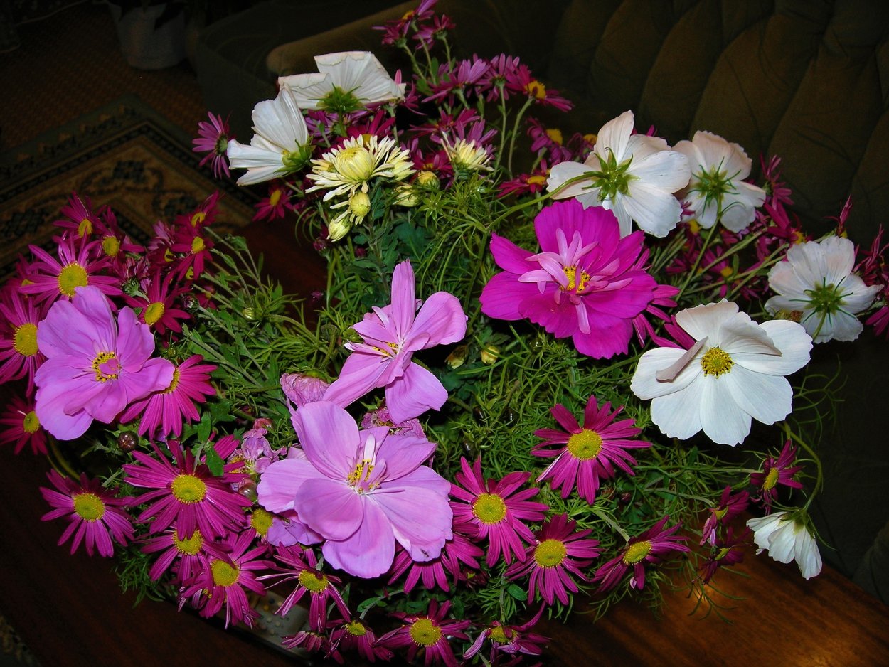 Цветы космеи