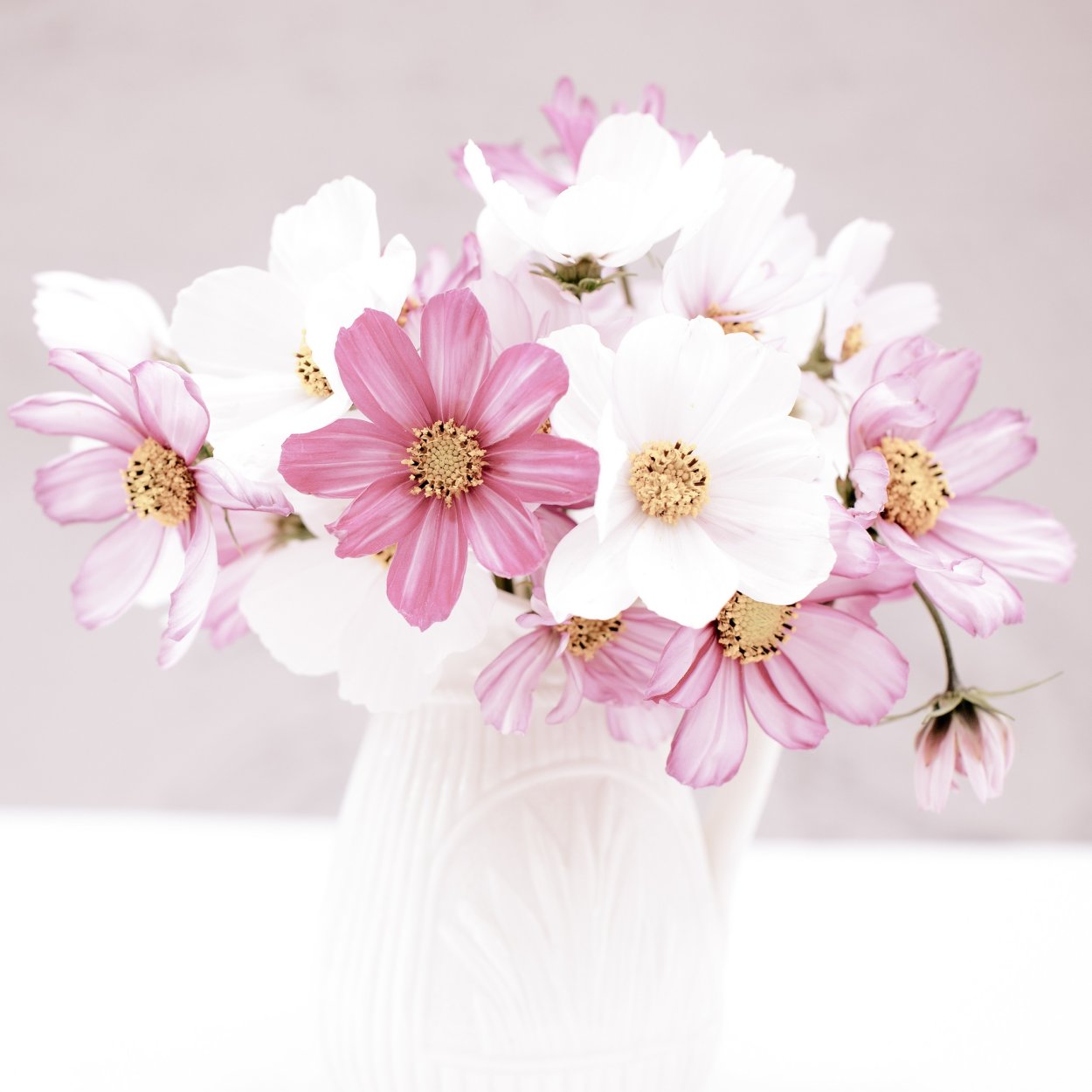 Нежные цветы на белом фоне