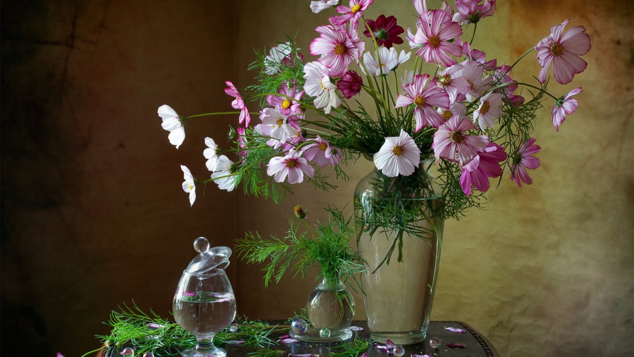 Цветы космеи в вазе