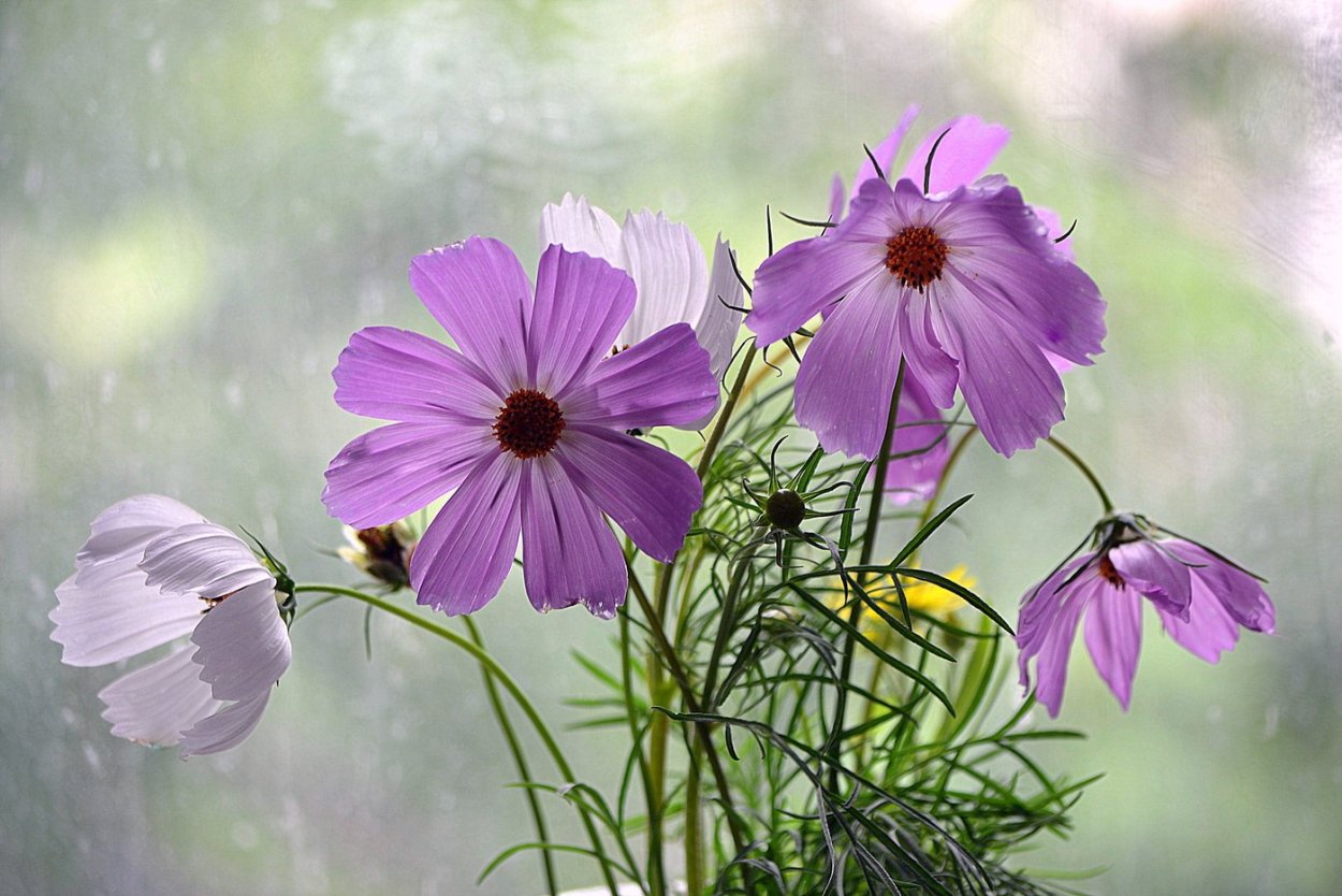 Цветок Метелица космея