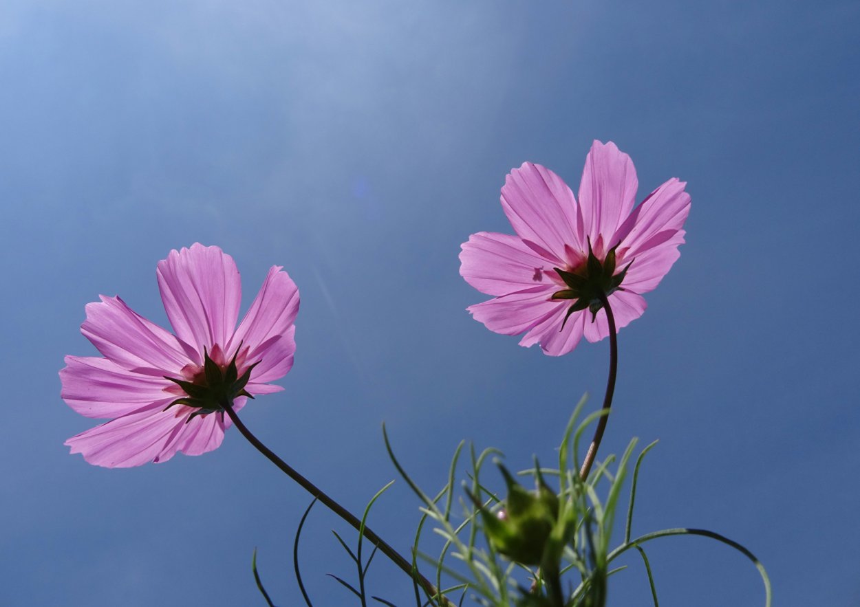 Веточка космеи