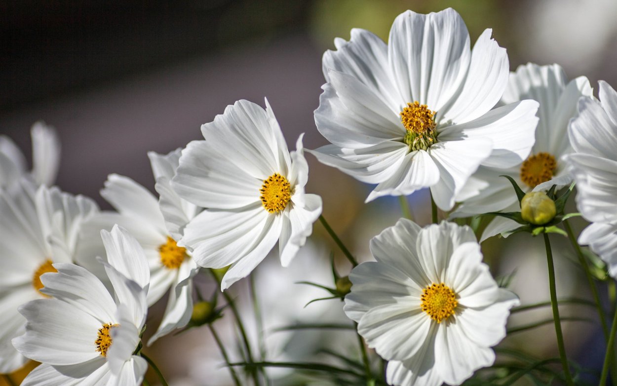 Космея белое облако