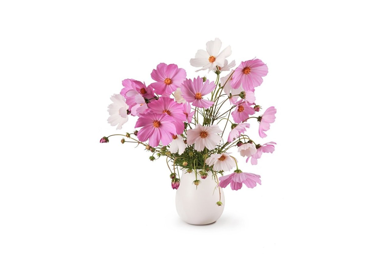 Космея цветок