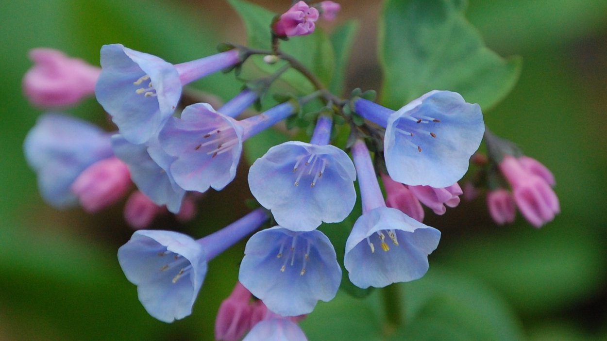 Мертензия Даурская