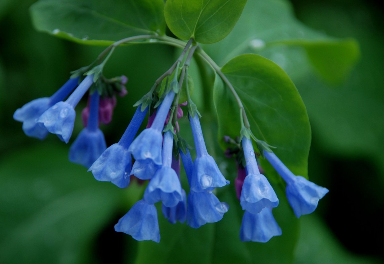 Virginia Bluebells