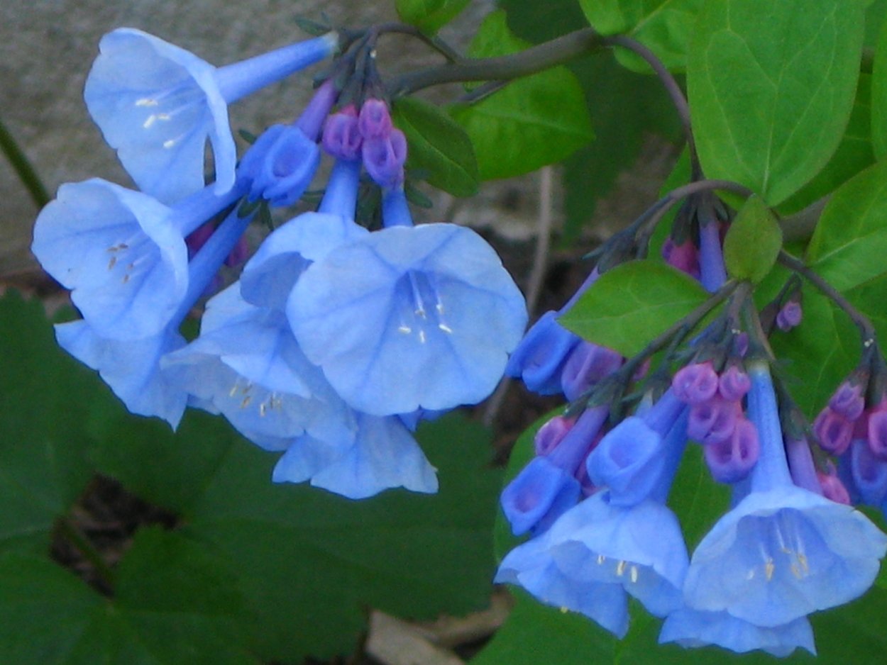 Мертензия Virginia Bluebells