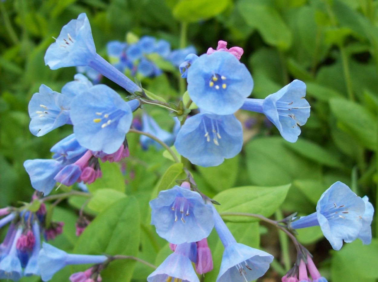 Мертензия виргинская