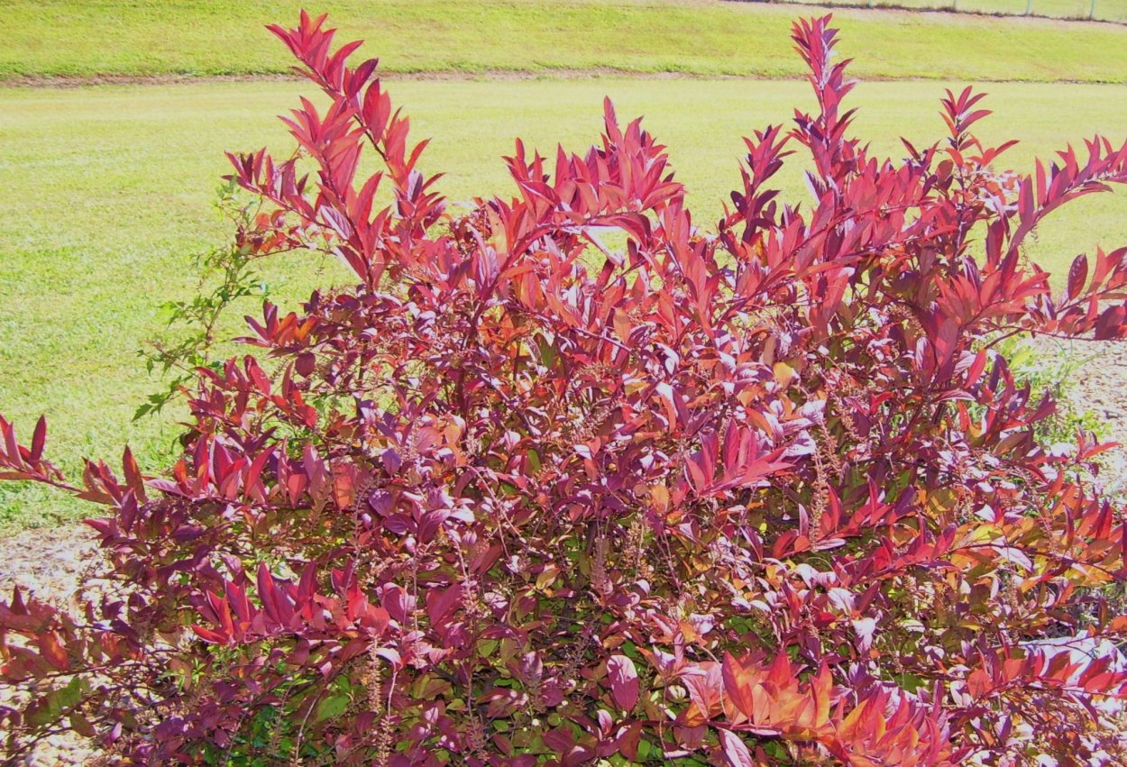 Малькольмия Приморская Вирджиния