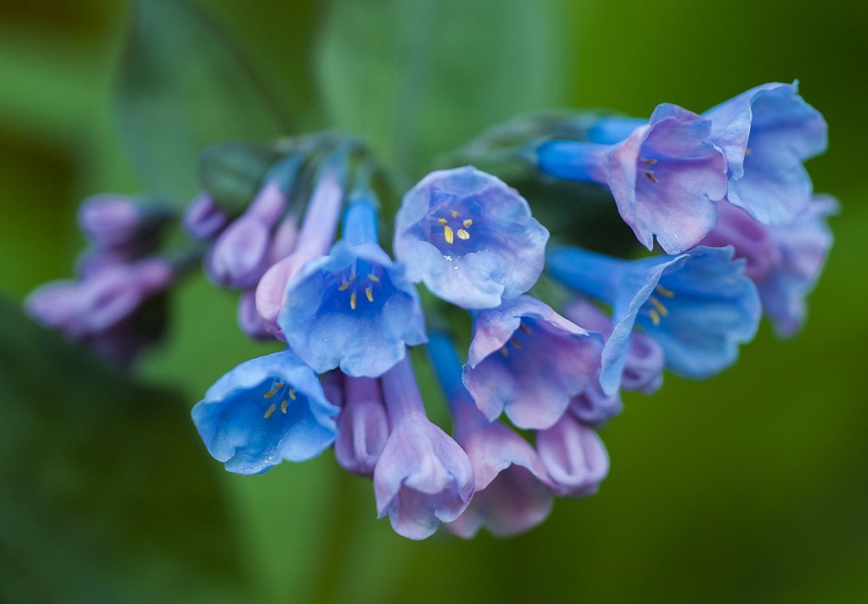 Колокольчик Вирджинии