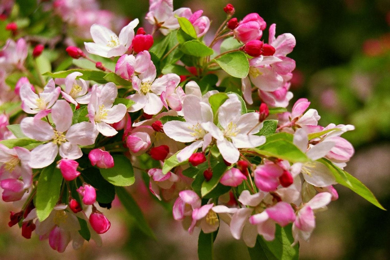 Бигнония Амарилла