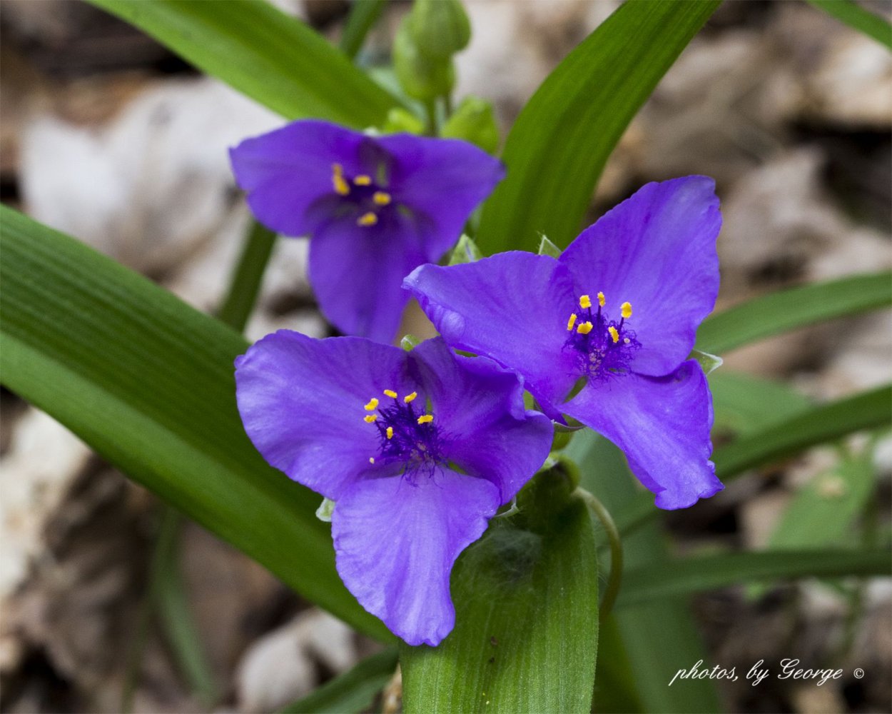 Альбиция красная