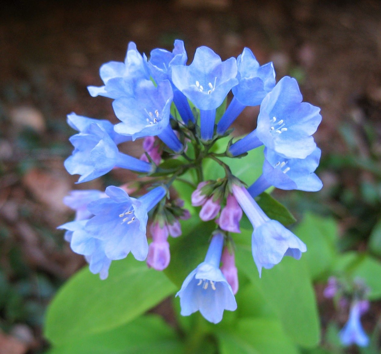 Азалия японская Шнеештурм