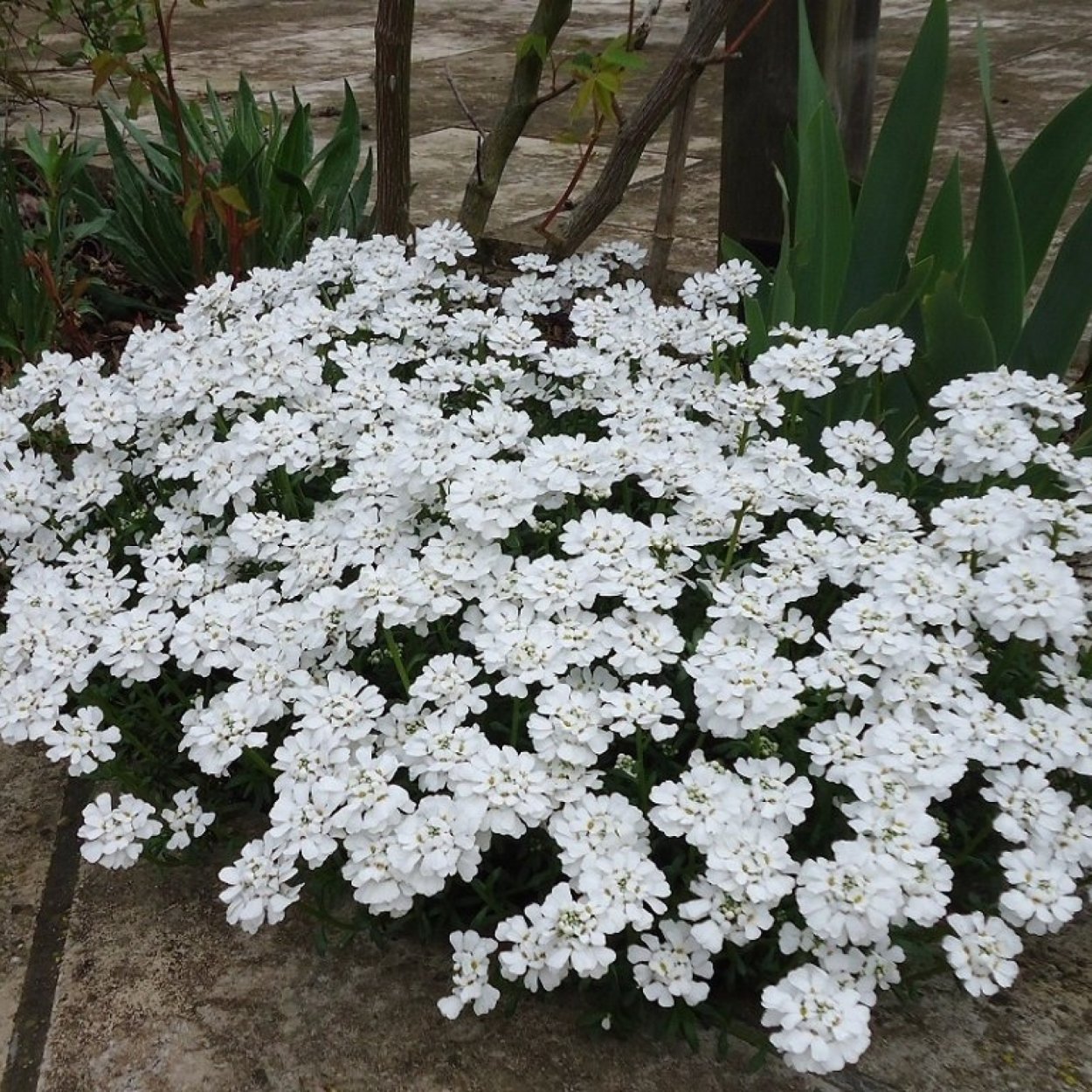 Иберис вечнозеленый Вайтаут