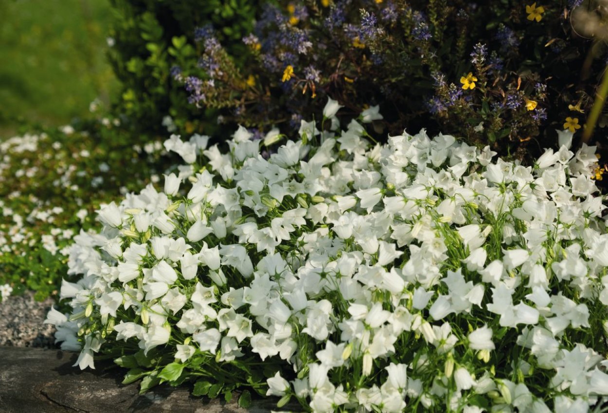 Иберис и колокольчик