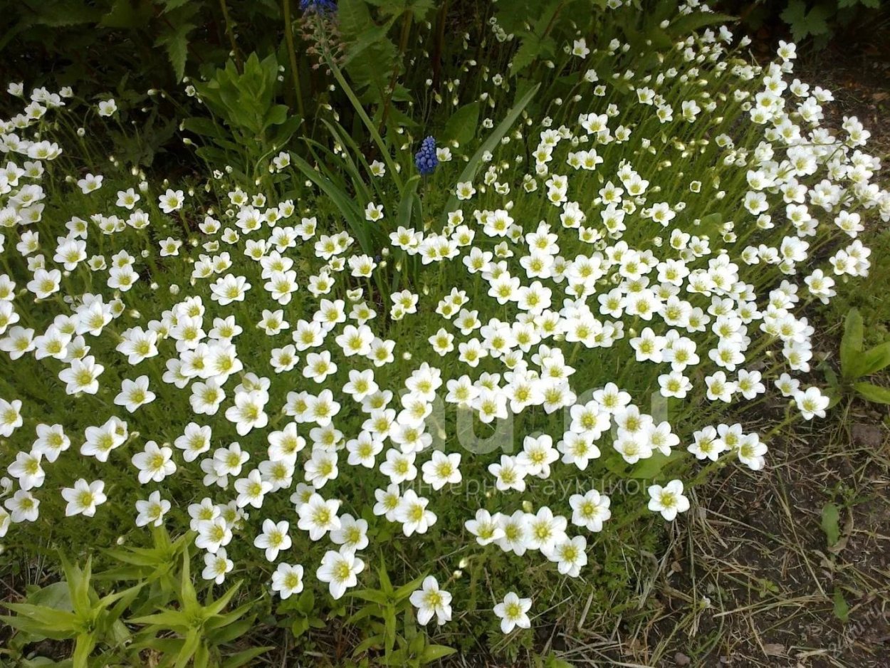 Физостегия виргинская куст