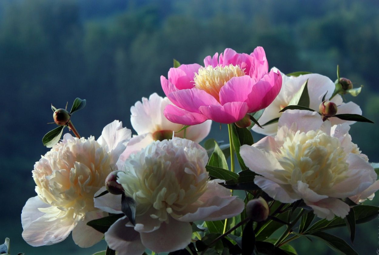 Пионы в природе