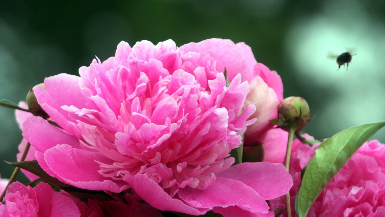 Шмель на пионе