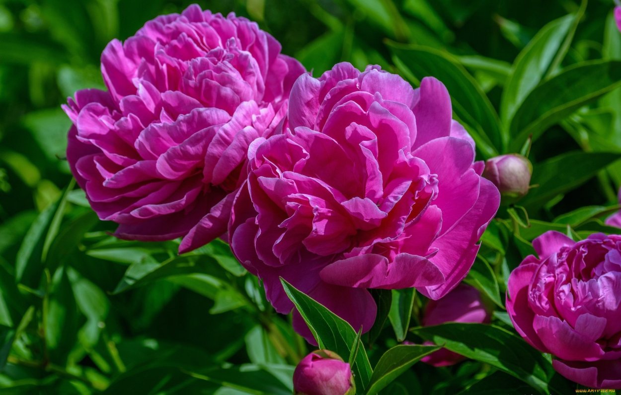 Пион Магнифика