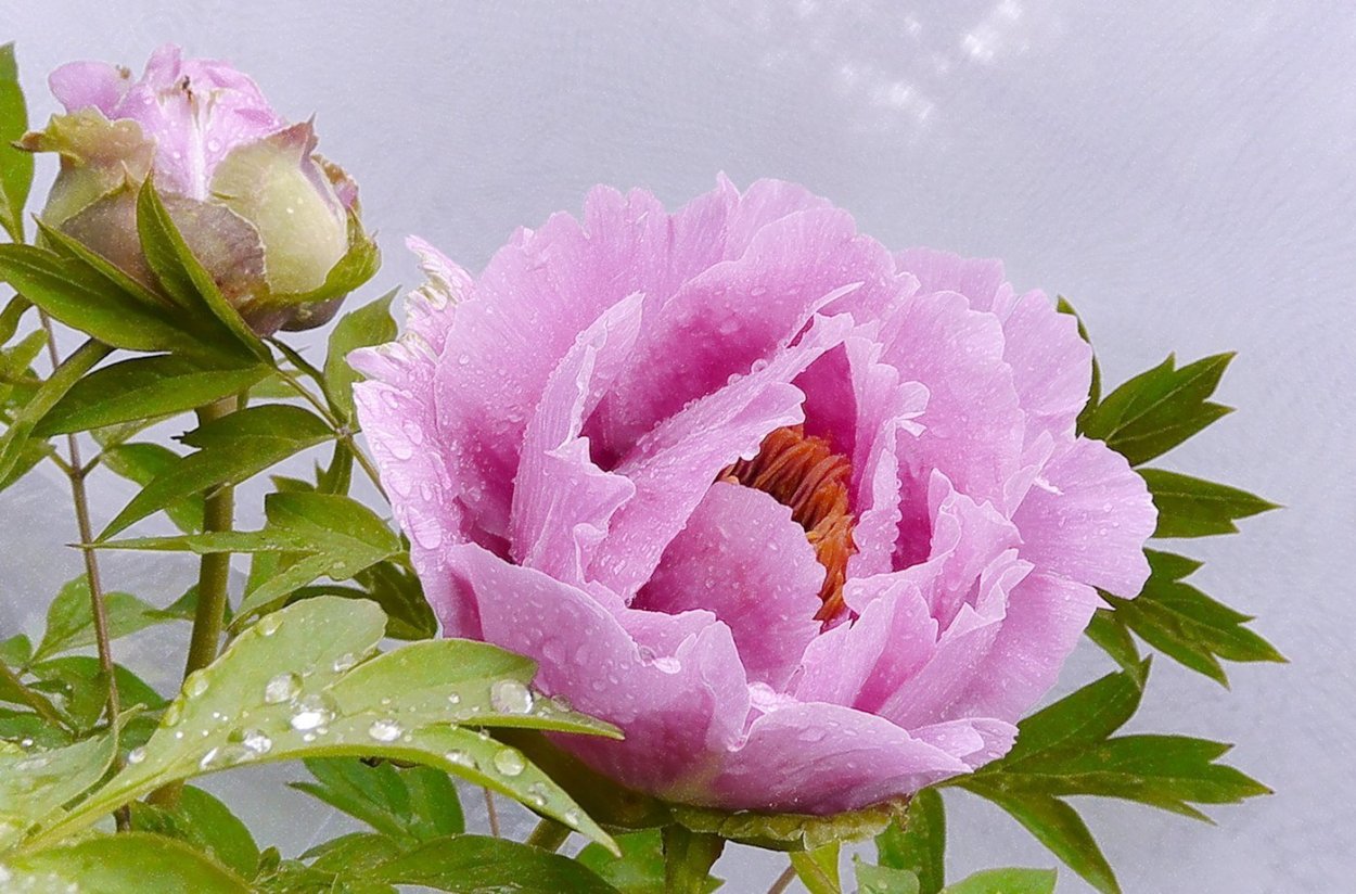 Пион древовидный Цветочная роса