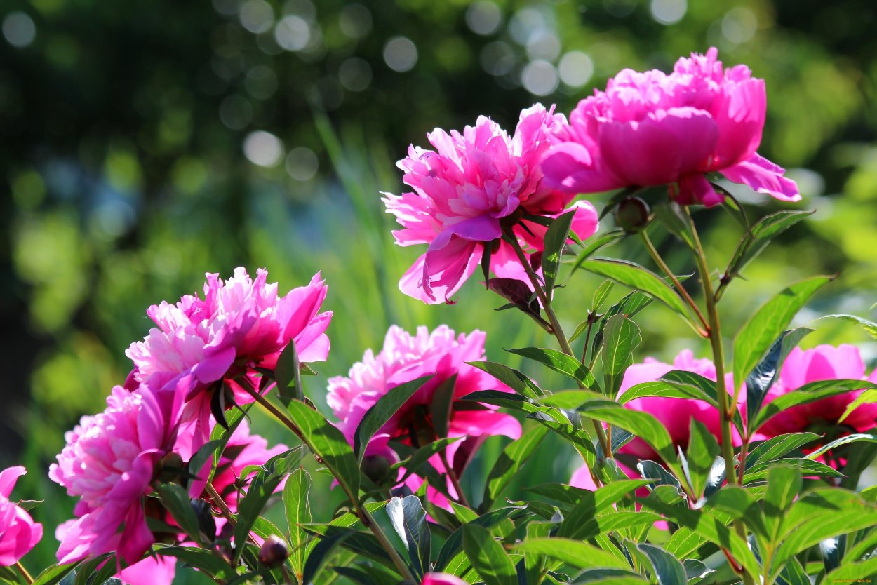 Летние пионы