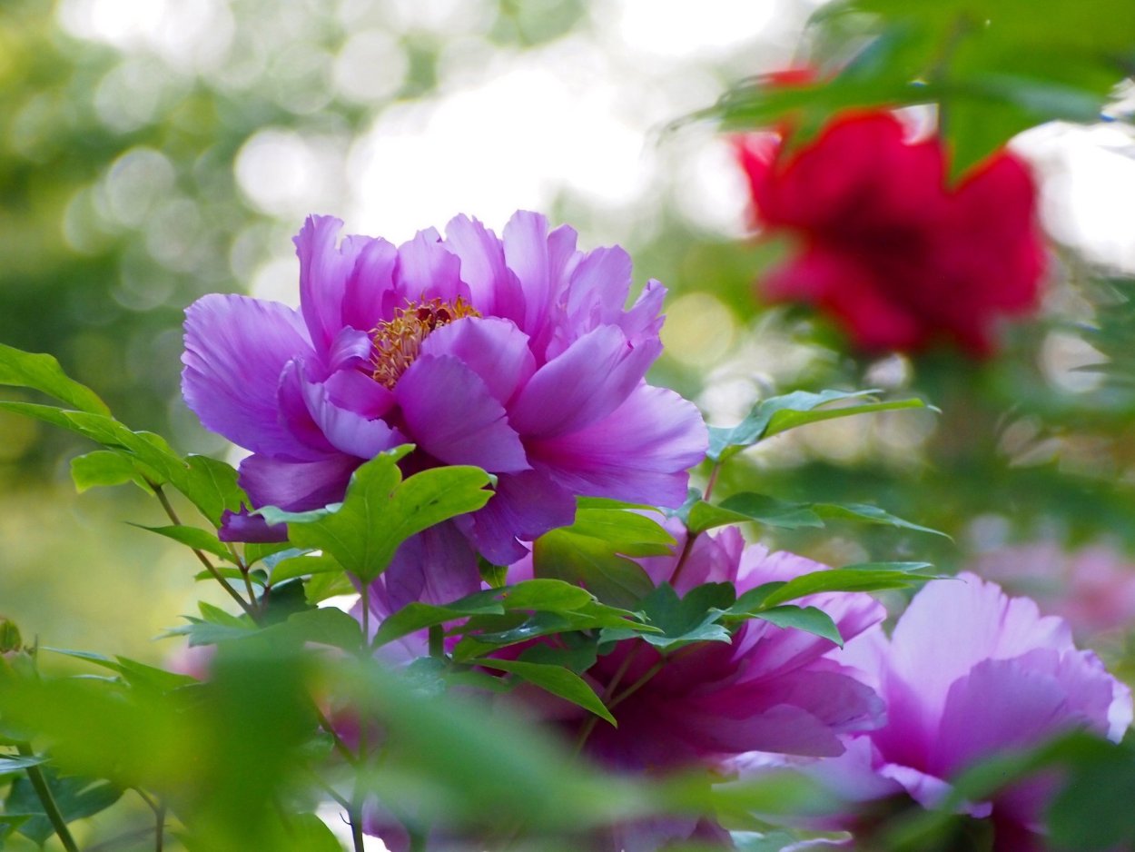 Пионы в солнечных лучах