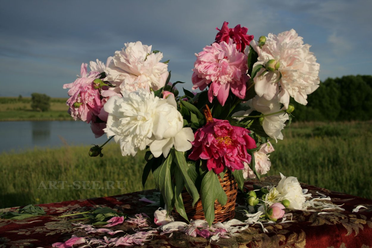 Пионы Гатчина