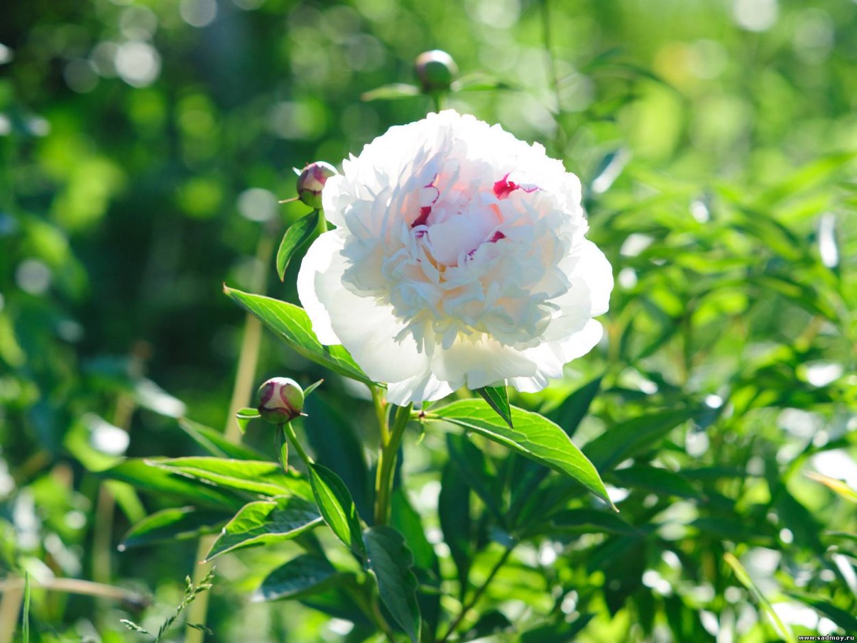 Белые пионы