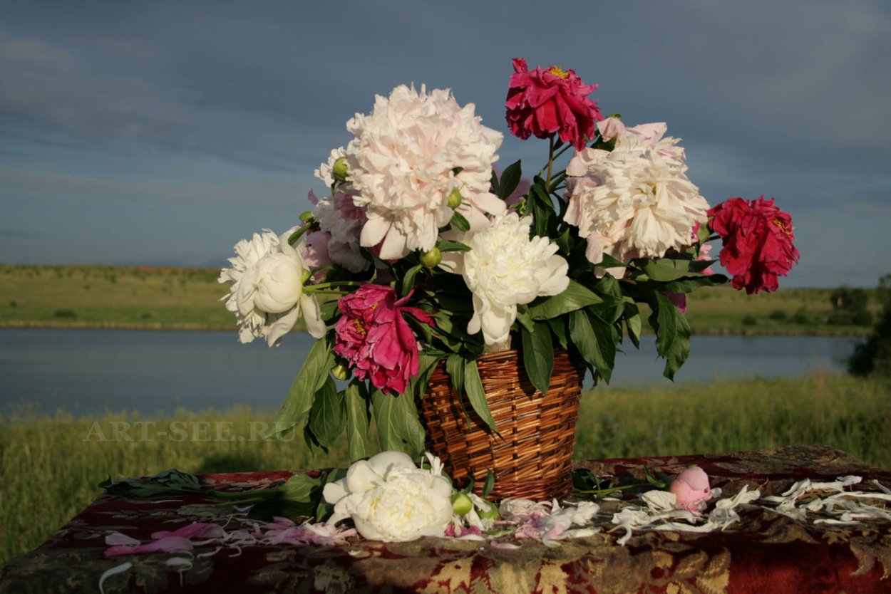 Море цветов пионов