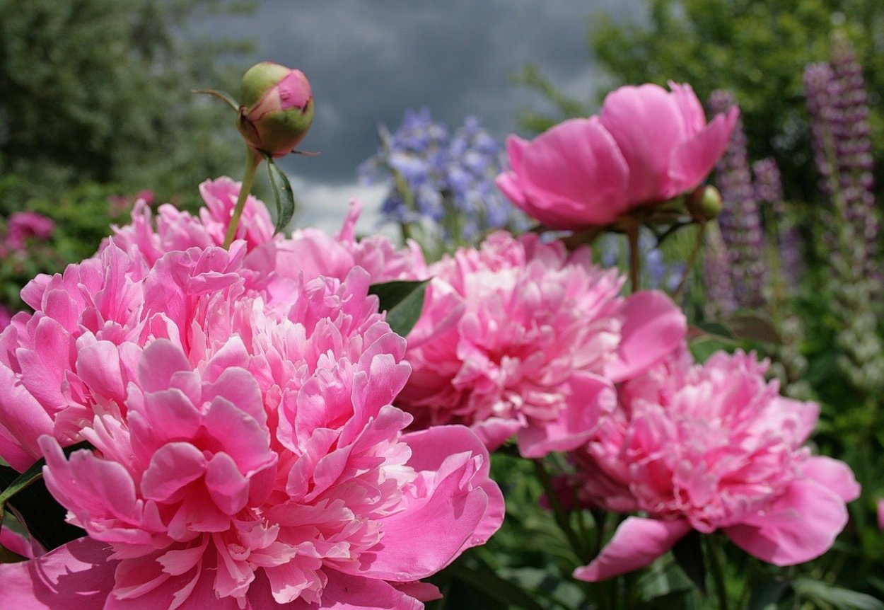 Пион Армани