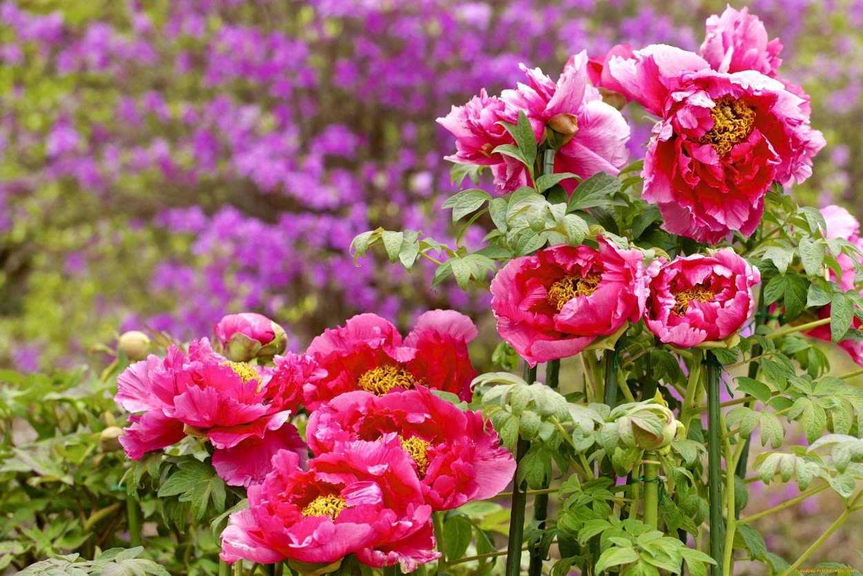 Пион Ивонна