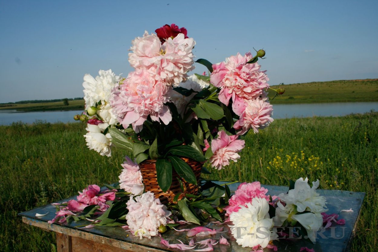 Букет "Пионовый рай"