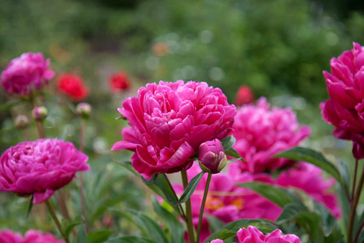 Пионы кустовые