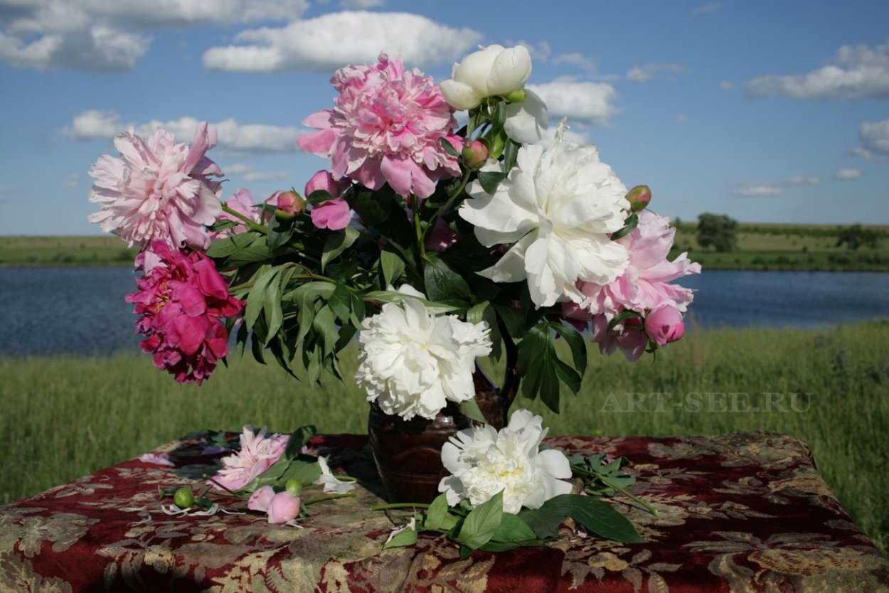 Пион Абрахам