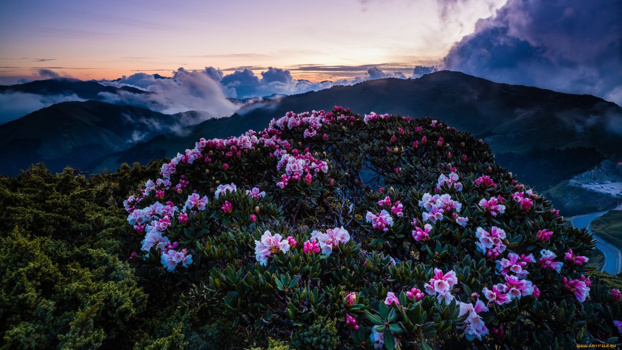 Рододендрон Тибет