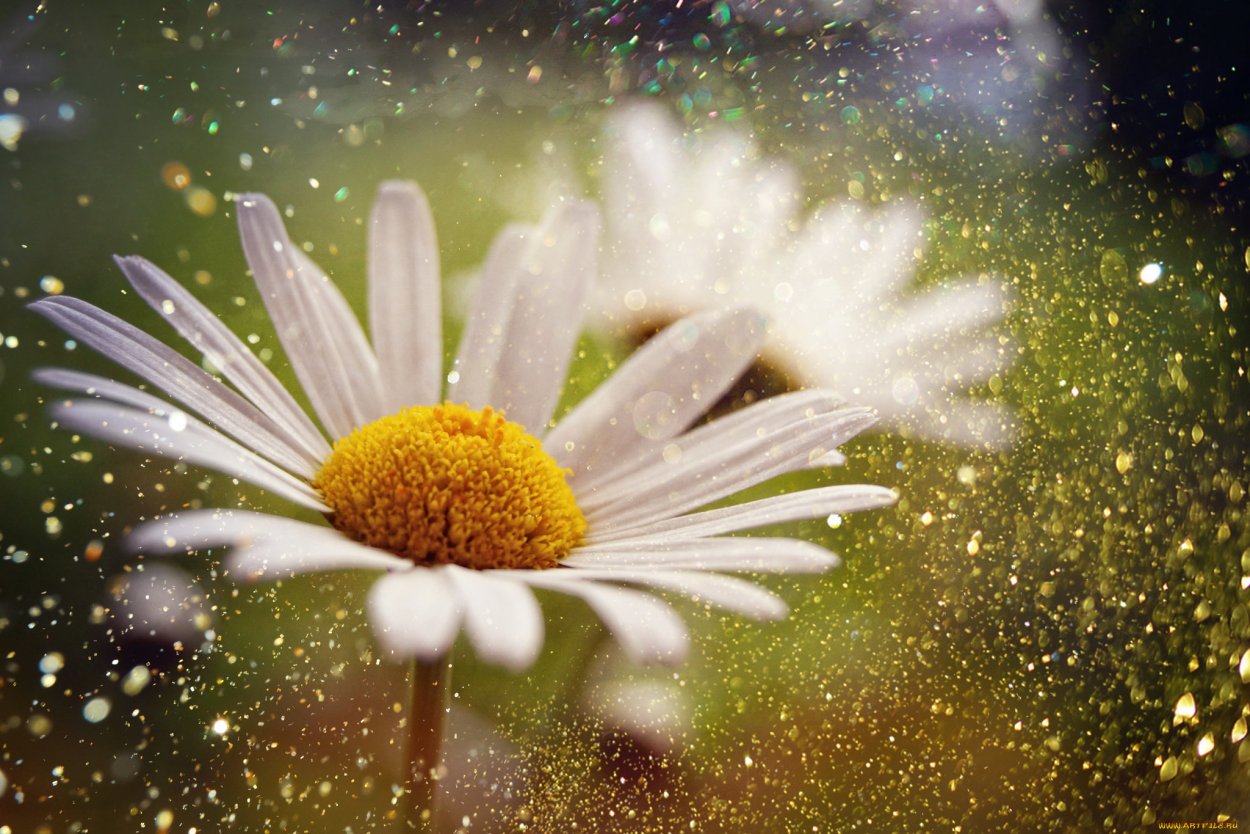 Ромашка макро