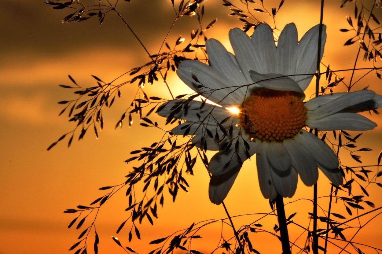 Ромашки на рассвете