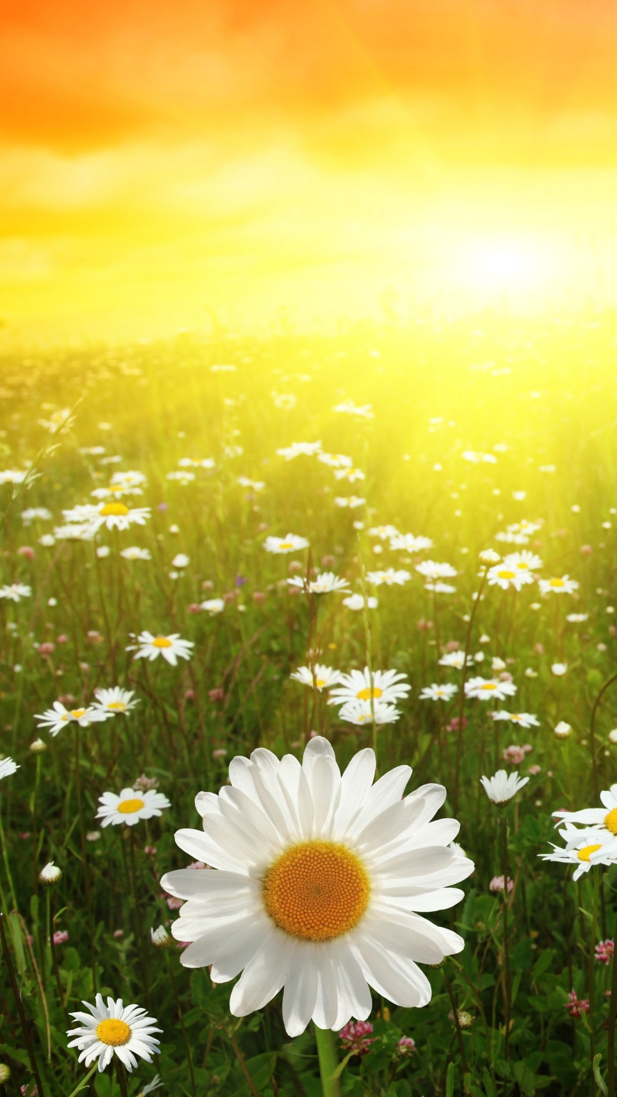 Ромашки и солнце