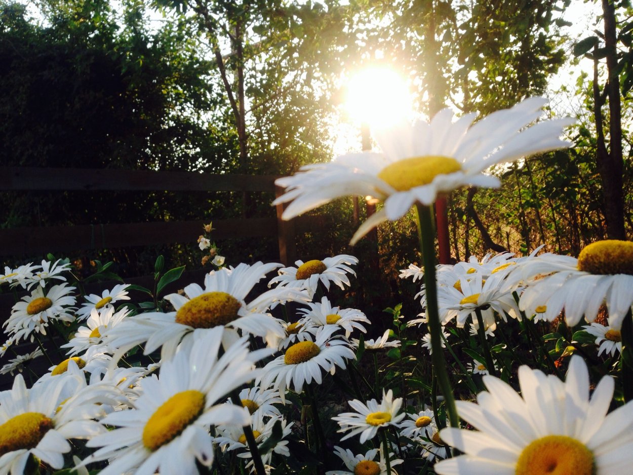 Ромашки и солнце