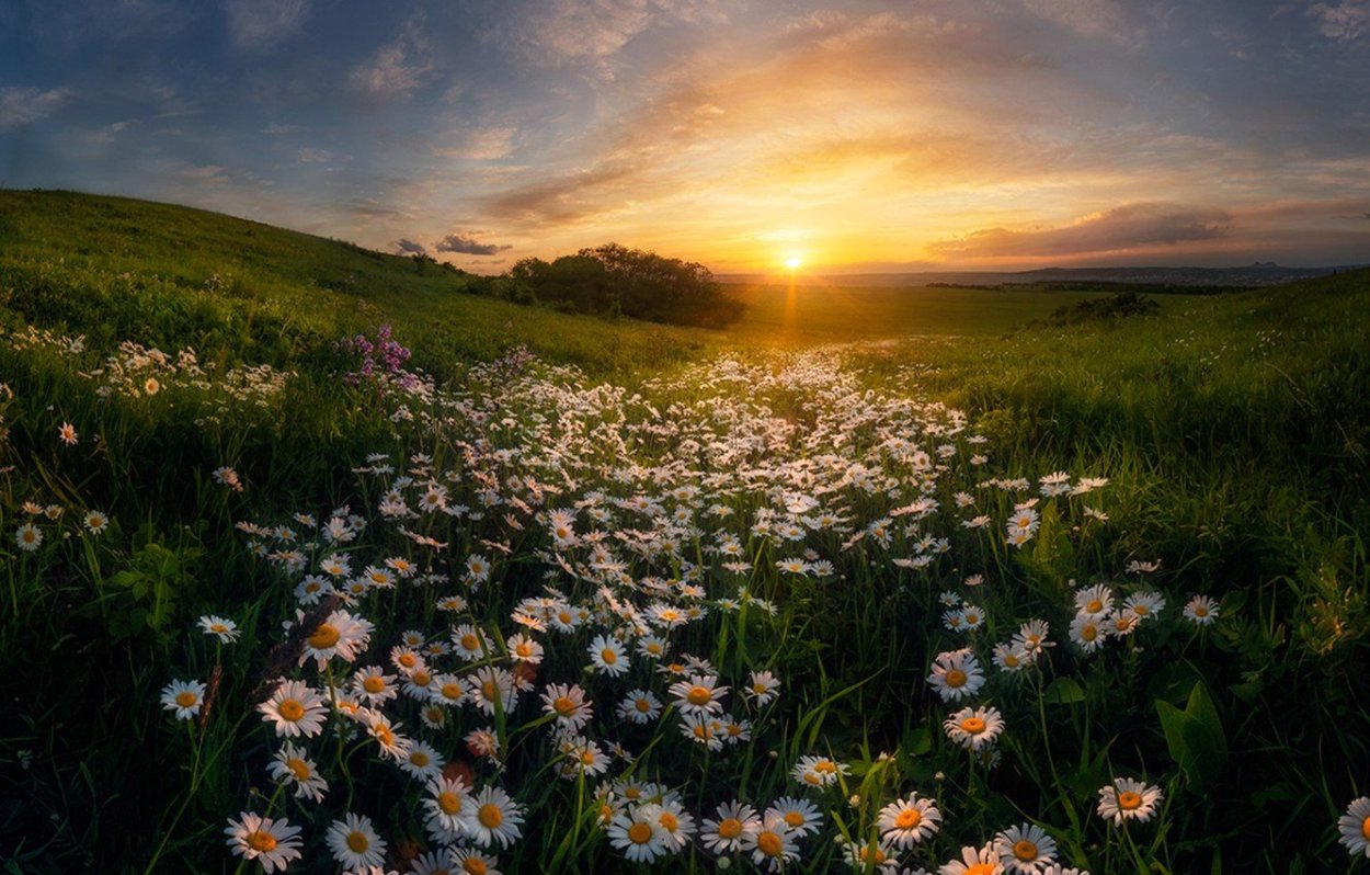 Ромашковая Поляна