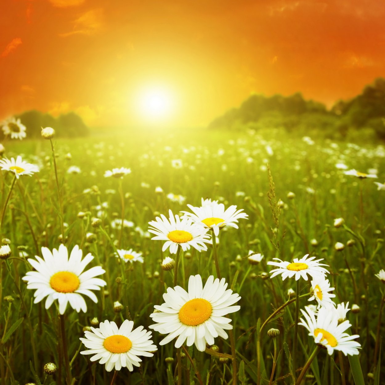 Луга Вологодской области