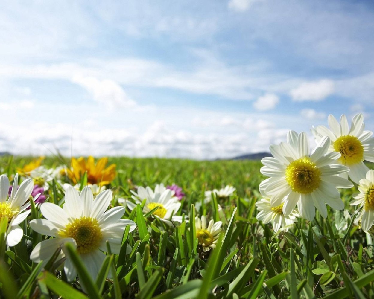 Ромашки обои